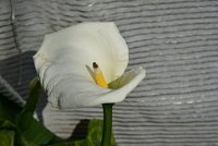 DSC 5731