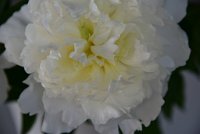 DSC 5740