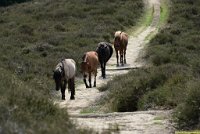 2017-07-08 Posbank wandeling