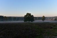 2019-08-24 Loenermark en Posbank (bloeiende heide)